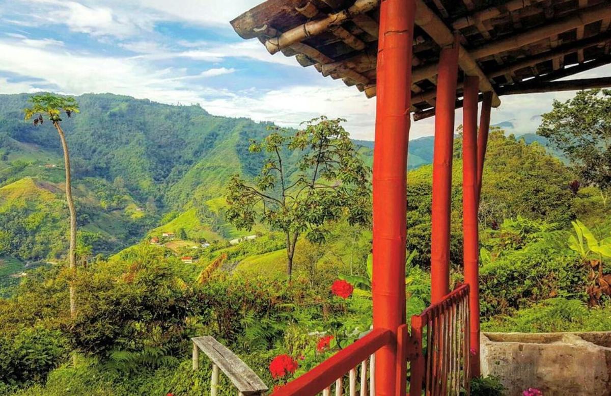 Café Tío Conejo. Finca